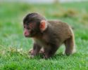cute-baby-monkey-6