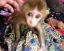 cute-baby-monkey-7
