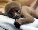 cute-baby-monkey-8