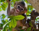 cute-baby-monkey-9