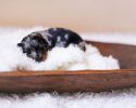 dachshund-dog-maternity-photoshoot-puppies-1