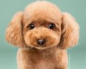 before-and-after-dog-grooming-photos-12