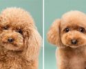 before-and-after-dog-grooming-photos-17