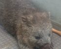 fisherman-rescues-wombat-2