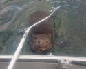 fisherman-rescues-wombat-3