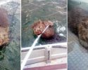 fisherman-rescues-wombat-5