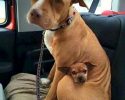 adopted-pit-bull-refuses-to-leave-shelter-without-her-best-friend