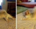 animals-who-are-masters-at-practicing-yoga-12