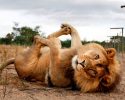 animals-who-are-masters-at-practicing-yoga-19