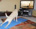 animals-who-are-masters-at-practicing-yoga-27