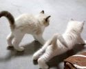 animals-who-are-masters-at-practicing-yoga-29