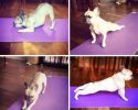 animals-who-are-masters-at-practicing-yoga-3