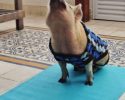 animals-who-are-masters-at-practicing-yoga-37