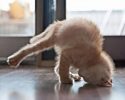 animals-who-are-masters-at-practicing-yoga-38