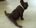 animals-who-are-masters-at-practicing-yoga-4