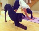 animals-who-are-masters-at-practicing-yoga-6
