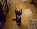 cat-likes-to-put-hands-up-in-the-air-goakitty-11