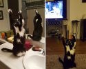cat-likes-to-put-hands-up-in-the-air-goakitty-12