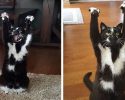 cat-likes-to-put-hands-up-in-the-air-goakitty-13