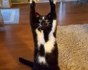 cat-likes-to-put-hands-up-in-the-air-goakitty-6