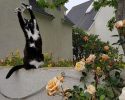 cat-likes-to-put-hands-up-in-the-air-goakitty-7