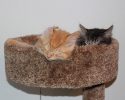 cats-sleeping-together-1