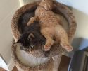 cats-sleeping-together-2