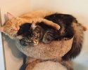 cats-sleeping-together-7