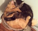 cats-sleeping-together-8