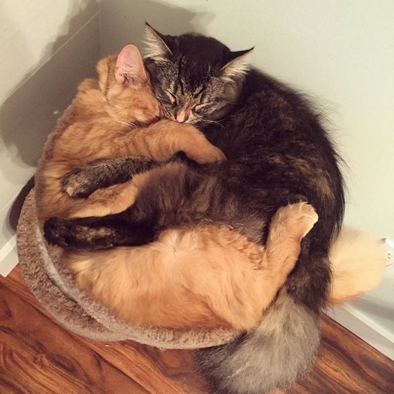 Кошки спят вместе. Кошки в обнимку. Котики обнимаются. Кошки обнимашки. Котики вместе.