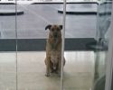 flight-attendant-adopts-stray-dog-olilvia-seivers-8