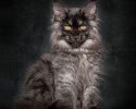 main-coon-pure-breed-13