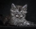 main-coon-pure-breed-16