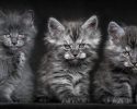 main-coon-pure-breed-17