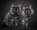 main-coon-pure-breed-19