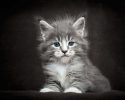 main-coon-pure-breed-23