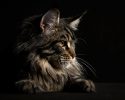 main-coon-pure-breed-24