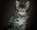 main-coon-pure-breed-27