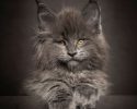 main-coon-pure-breed-39