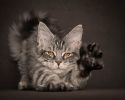 main-coon-pure-breed-41
