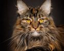 main-coon-pure-breed-44