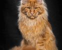 main-coon-pure-breed-46