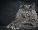 main-coon-pure-breed-5
