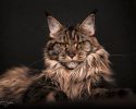 main-coon-pure-breed-52