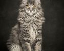 main-coon-pure-breed-57
