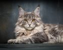 main-coon-pure-breed-6