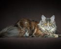 main-coon-pure-breed-8