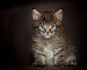 main-coon-pure-breed-9