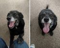 photos-of-dogs-after-adoption-17