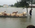 poeple-rescue-animals-from-louisiana-floods-7